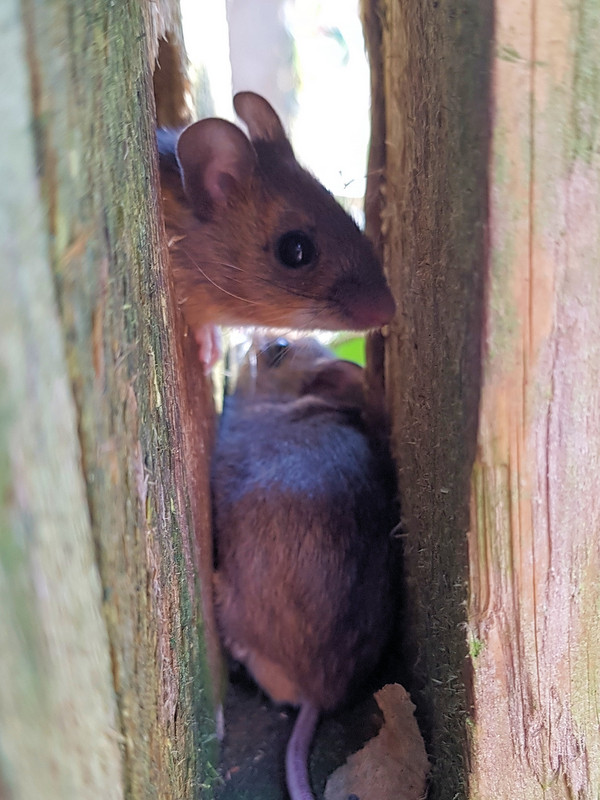 Woodmice at Nestbox Entrance